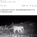 불공정 생태계에 고통받는 뿔쇠오리의 눈물
