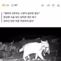 멸종위기종 보호 논쟁 중 발생한 엉뚱한 성별 갈라치기