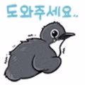 마라도에서 멸종위기종 뿔쇠오리가 사냥당하는 모습