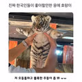 귀여운 아기 호랑이