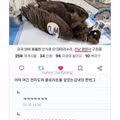 전라도에서 구조된 미국 동물원 독수리