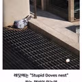 비둘기처럼 대충 살고 싶은 마음