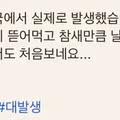 한국에 나타난 거대 메뚜기 떼 습격 상황