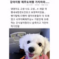집순이 강아지와 함께 떠난 제주도 여행