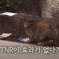 길고양이 문제에 대한 현실적인 해결책 논의