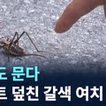 수도권 습격한 갈색여치 피해 주의보