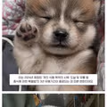 2027년 2월부터 개 보신탕 판매 금지