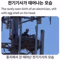 둥지에서 갓 태어난 전기기사