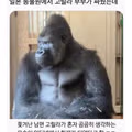 일본 동물원 고릴라 부부의 현실적인 부부싸움