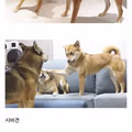 진돗개와 의외로 잘 맞지 않는 견종들