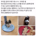 반년 동안 한 번도 짖지 않은 강아지의 이유