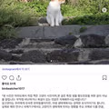마라도에서 만난 귀여운 고양이들