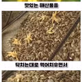 한국 해안을 점령한 불가사리의 최후