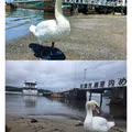 백조가 돌아다닌다고 화제인 일본 해수욕장.jpg
