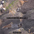 고양이가 새들을 사냥하는 섬의 충격적인 상황