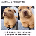공사장에서 구조된 아기 강아지