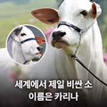 카리나의 최근 모습
