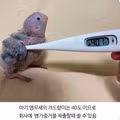 직장인에게 새끼 앵무새가 필요한 이유
