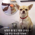 실명된 줄 알았던 강아지의 반전 정체