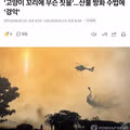 산불 방화 수법으로 사용된 고양이 꼬리 사건