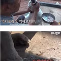 친구를 떠나보내고 금식하는 강아지