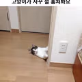 결혼하며 함께 살게 된 남편의 고양이